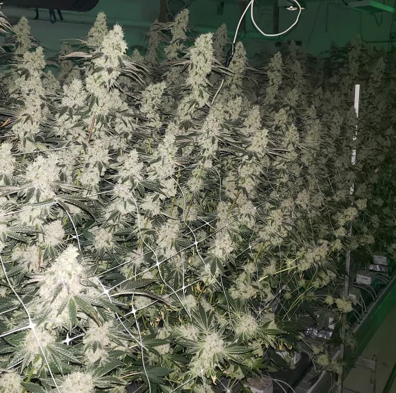Dense flowering canopy with mature buds