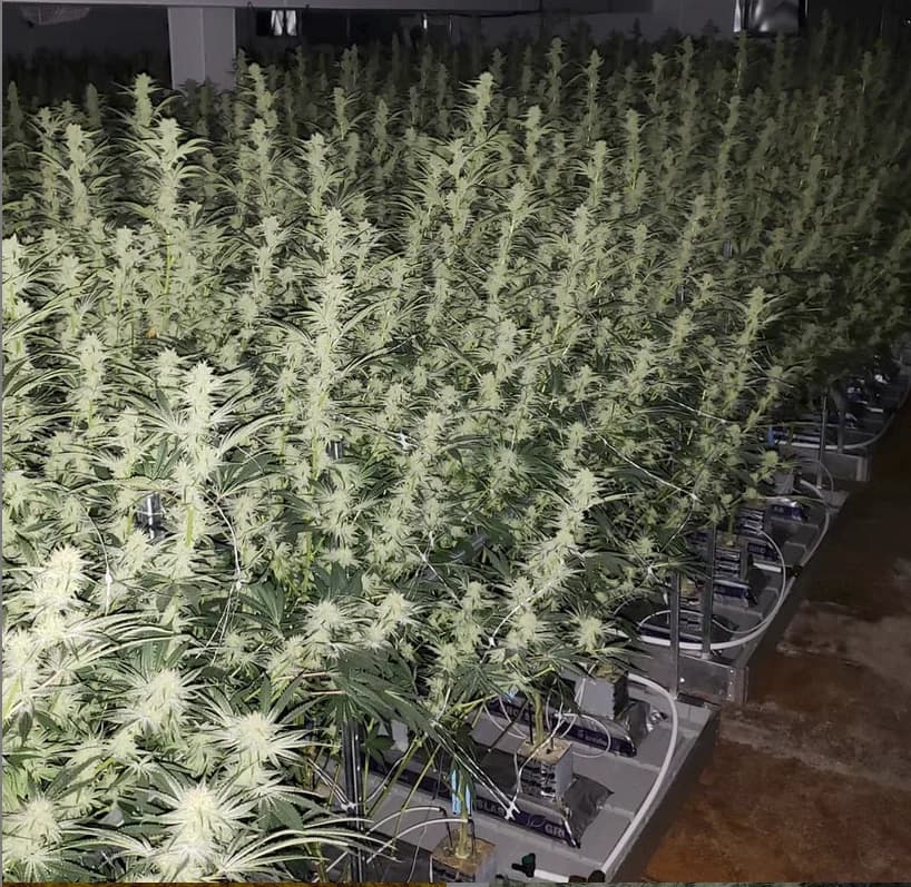 Wide canopy view of slabs in flower