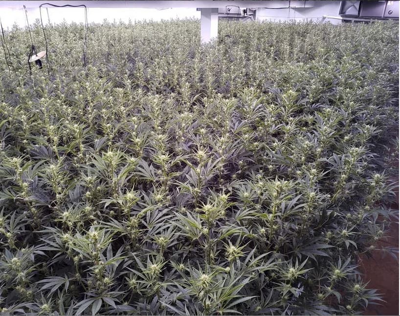 Full flower room canopy at scale