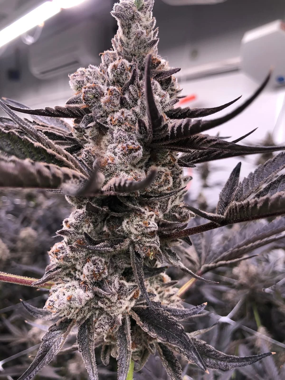 Late-flower purple cola in an indoor cultivation room