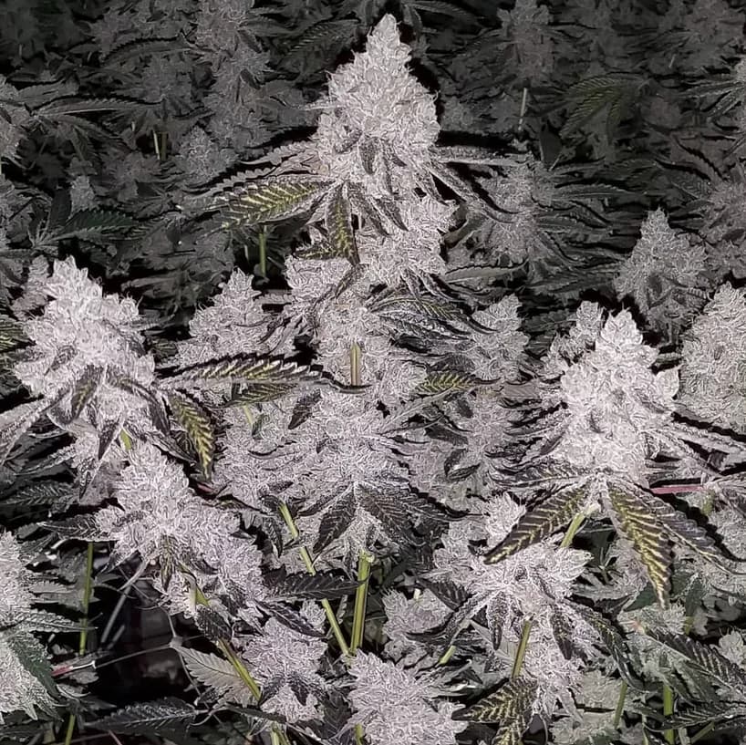 Frosty late-flower bud close-up